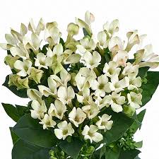 Image result for Bouvardia longiflora