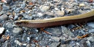 Viele menschen verwechseln sie mit einer schlange: Blindschleiche Naturschutzzentrum Obere Donau Naturschutzzentrum Obere Donau