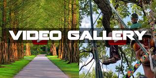 Whether you're looking for a company to cut down a tree, remove fallen branches on an emergency basis, grind or remove old tree stumps, or simply prune and trim your trees, plymouth tree removal should be. Video Gallery Arborist Prime Tree Service