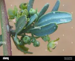 Image result for Antizoma angustifolia