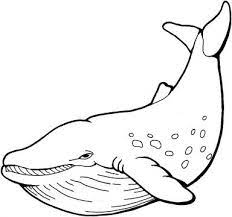 Free Printable Whale Coloring Pages For Kids Whale Coloring Pages Animal Coloring Pages Coloring Pages