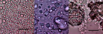Phase Behavior And Stability Of Nano-Emulsions Prepared By D Phase  Emulsification Method - Sciencedirect