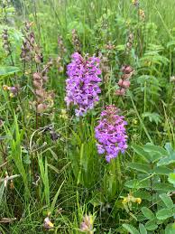 Image result for Brachycorythis friesii