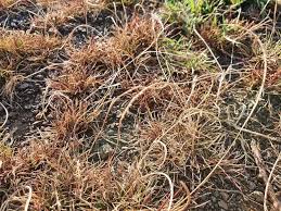 Image result for Microchloa