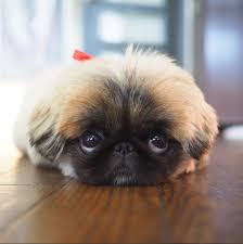 Pin On Pugs