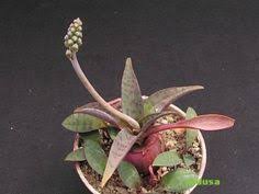 Image result for Ledebouria cordifolia