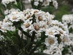 Ixodia Achillaeoides Dwarf Form In 75mm Supergro Tube Dried Floral Floral Arrangements Flowers