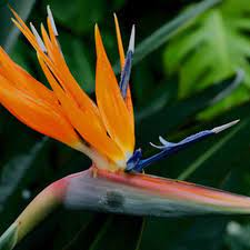 Different Types Of Flowers In Nigeria Ehow Birds Of Paradise Plant Paradise Plant Different Types Of Flowers