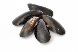 Image result for Amnesic Shellfish Poisoning