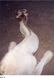 After that, it sends these. Observations On Little Known Diseases Of Camels Camelus Dromedarius In The Horn Of Africa Semantic Scholar