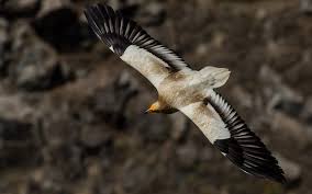The egyptian vulture (neophron percnopterus), also called the white scavenger vulture or pharaoh's chicken, is a small old world vulture and the only member of the genus neophron. Egyptian Vultures Return To Carmel Mountains After 60 Year Absence The Times Of Israel