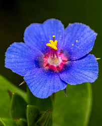 Image result for Anagallis pumila