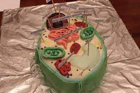 Plant cell made from cake. Last Year I Made A Plant Cell Cake For My Biology Class Who Wants A Slice Imgur