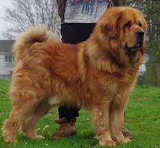 Best Tibetan Mastiff Uk Gold Tibetan Mastiff Tibetan Mastiff Mastiff Puppies Mastiffs