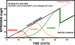 Beginning Fishkeeping Cycling Your Tank The Free