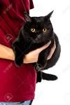 8 Best Black British shorthair images | British shorthair ...