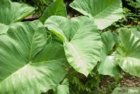 If your pet ingests elephant ear, the result can be an upset stomach, difficulty swallowing, excessive salivation, vomiting, and irritation of the tissues of the mouth. How To Grow Elephant Ear Plants With Pictures Wikihow
