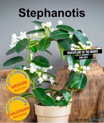 Image result for Stephanotis