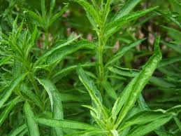 Image result for Leonotis decadonta