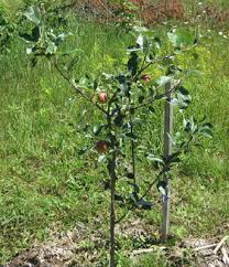 Hold the shift key to select multiple objects to move at once. Orchard Notes From The Northwoods Growing Apples On The Homestead By Sue Robishaw Frostbite
