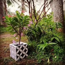 Black And White Flower Pot Cement Tiles Flower Pot White Flower Pot Flower Pots Cement Tile