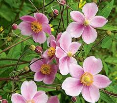 Image result for Anemone transvaalensis