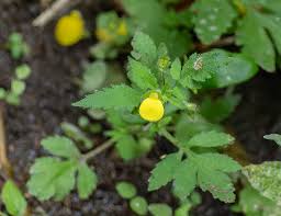 Image result for Calceolaria tripartita