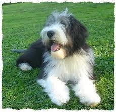Bearded Collie Clipped Google Search Bearded Collie Bearded Collie Puppies Old English Sheepdog