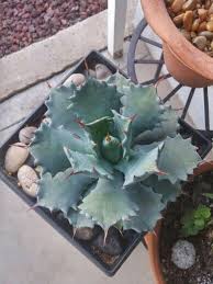 Providing party supplies, household & cleaning supplies and more. Cameron Blue Potatorum Agave Succulents Agave Plants