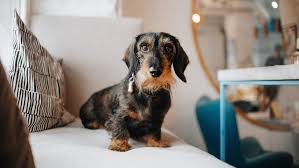 Image result for jezevčík drsnosrstý