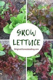Growing Lettuce Greens How To Grow Lettuce Jardines Permacultura Jardineria