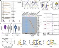 Ranking sbp ini sekadar penanda aras kedudukan terkini sbp seluruh malaysia. A Cis Regulatory Atlas In Maize At Single Cell Resolution Sciencedirect