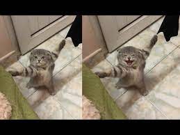 This Cat Got Stuck Youtube