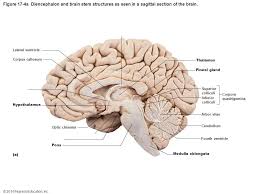Image Result For Brain Sulci Midsagittal Pearson Art Reference Image Art