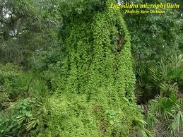 Image result for Lygodium microphyllum