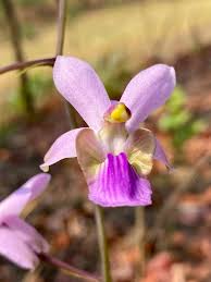 Image result for Eulophia livingstoneana