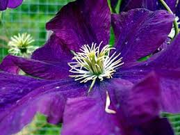 Check spelling or type a new query. Clematis Wikibooks Open Books For An Open World