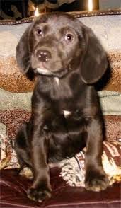 The lab mix can have multiple purebred or mixed breed lineage. Labbe Dog Breed Information And Pictures
