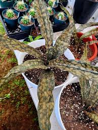 Image result for Sansevieria kirkii