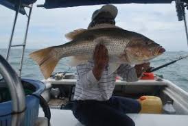 Doa mancing ikan yang kerap kali dilaksanakan beberapa pemicu seolah jadi ritus harus bila ingin memperoleh hasil yang memberikan kepuasan. Inilah Doa Memancing Ikan Yang Disebut Dalam Al Quran Khalifah Media