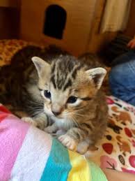 Maine coon kätzchen bekommst du oft für 350 bis 750 euro. 18 Baby Katzen Kaufen Bis 50 Euro Baby Katzen Kaufen Baby Katzen Katzen Kaufen