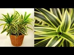About press copyright contact us creators advertise developers terms privacy policy & safety how youtube works test new features press copyright contact us creators. Dracaena Reflexa Alchetron The Free Social Encyclopedia