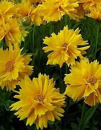 Coreopsis Grandiflora Early Sunrise Planting Flowers Yellow Flowers Different Flowers