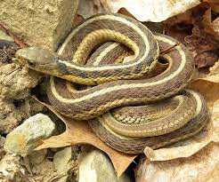 These snakes also are quite colorful and a few can have the coral snake color bands but just remember if the yellow and red colors don t touch it s a safe snake. Garter Snake Wikipedia
