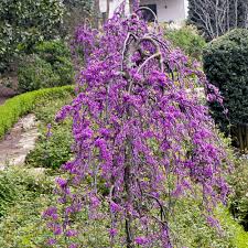 Arbre De Judee Pleureur Lavender Twist Covery Pot De 15 Litres Hauteur 150 200 Cm Gamm Vert