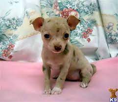 Chihuahua puppies in white, ivory, lavender, chocolate, blue, merle, spotted on white, isabella, etc. Chihuahua Puppy For Sale Unique Chocolate And Lavender Merle Chihuahua Fema 10 Years Old