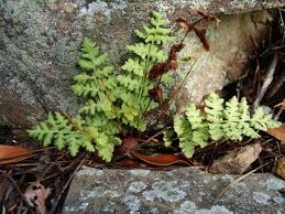 Image result for Landolphia foretiana