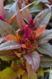 Image result for Celosia nervosa