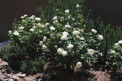 Maybe you would like to learn more about one of these? Favorite White David Austin