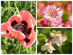 Bloom deliver throughout the uk seven days a week; 10 June Flowering Plants To Add Colour To Your Garden Saga